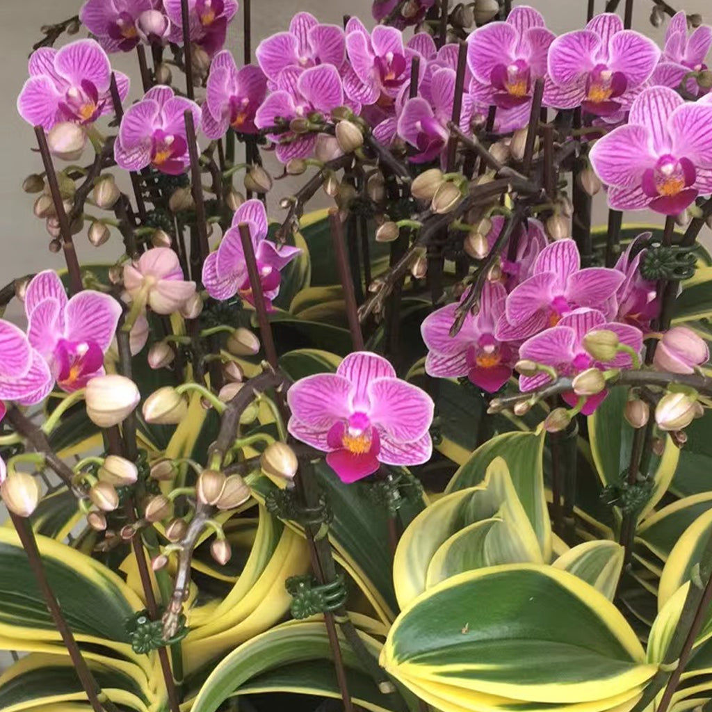 Potted]Phal. Sogo Vivien (variegata) 薇薇安出藝[Sept Preorder] – Orchidmart