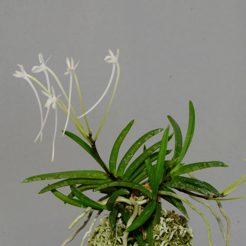 V. falcata seto no tsurugi