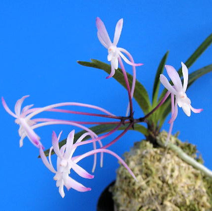V. falcata shojou