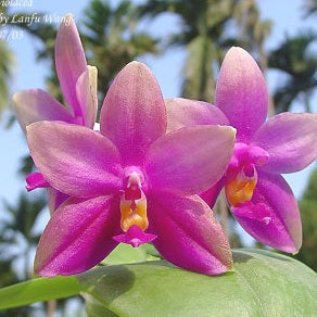 Phal. violacea tipo