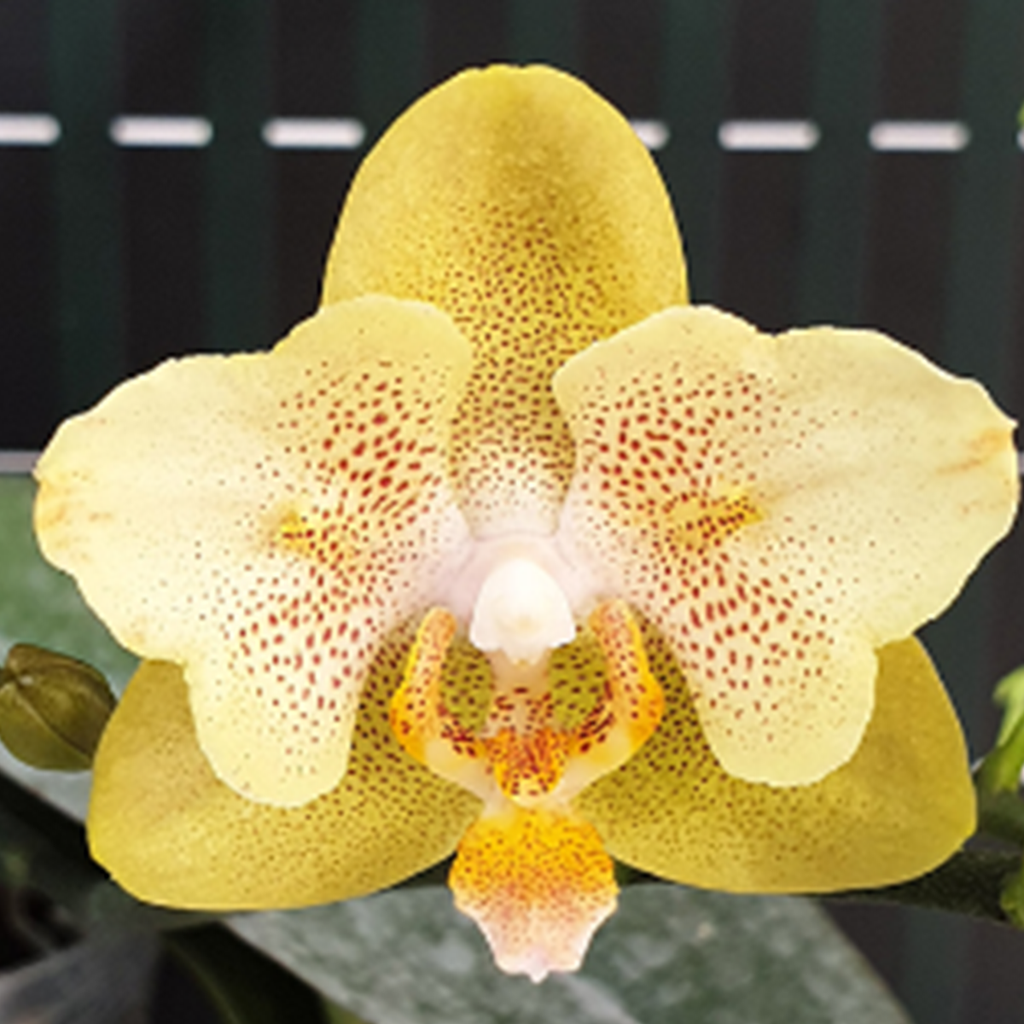 Phal. Little Emperor '560' (peloric - 2 eyes) 小皇帝 '560' (兩眼)