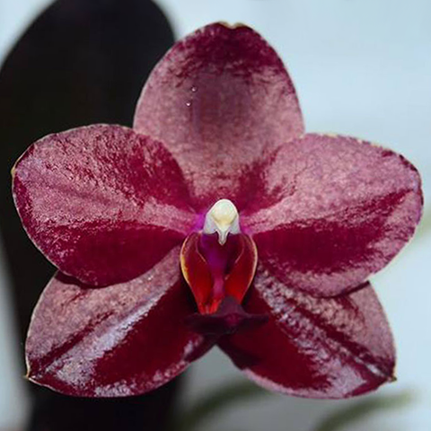 Phal. Salu fragrancy 紅寶石