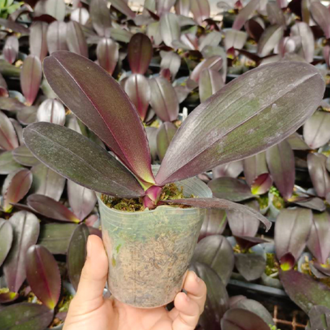 Phal. Salu fragrancy 紅寶石