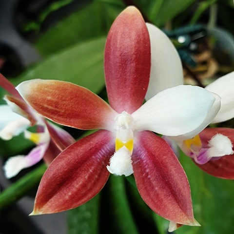 Phal. tetraspis 'C1' 盾花蝴蝶 'C1'