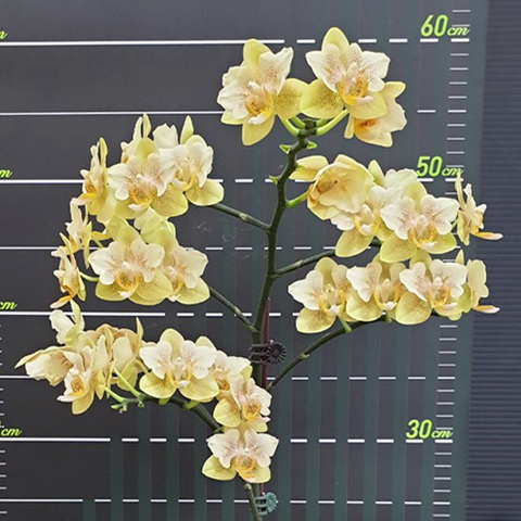 Phal. Little Emperor '560' (peloric - 2 eyes) 小皇帝 '560' (兩眼)