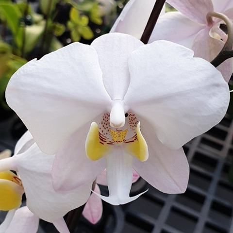 法爾。 philippinensis × sib 菲律賓蝴蝶