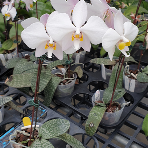 法爾。 philippinensis × sib 菲律賓蝴蝶