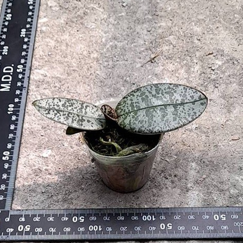 法爾。 philippinensis × sib 菲律賓蝴蝶