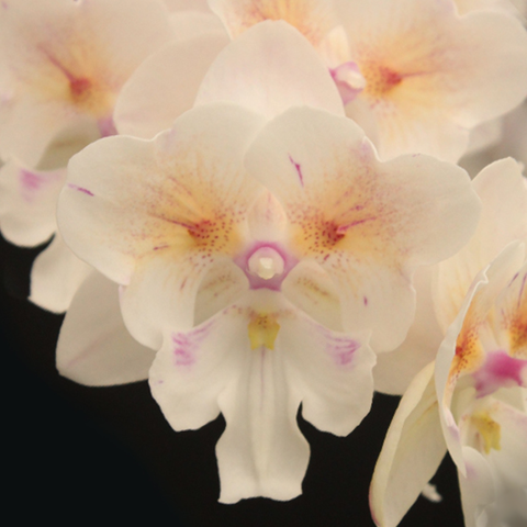 Phal. Swallow Bridal Dress '1214' 斯華洛大婚紗 '1214'