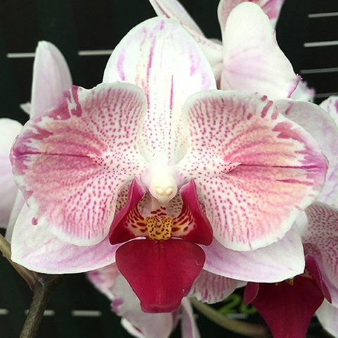 Phal. Little Gem Stripes (peloric - 2 eyes) 第一名 (兩眼)