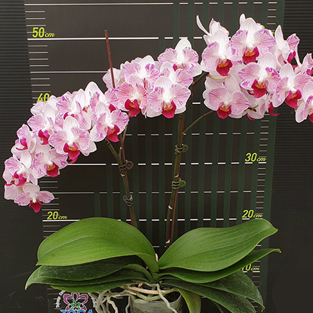 Phal. Little Gem Stripes (peloric - 2 eyes) 第一名 (兩眼) – Orchidmart