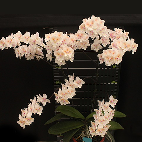 Phal. Swallow Bridal Dress '1214' 斯華洛大婚紗 '1214'