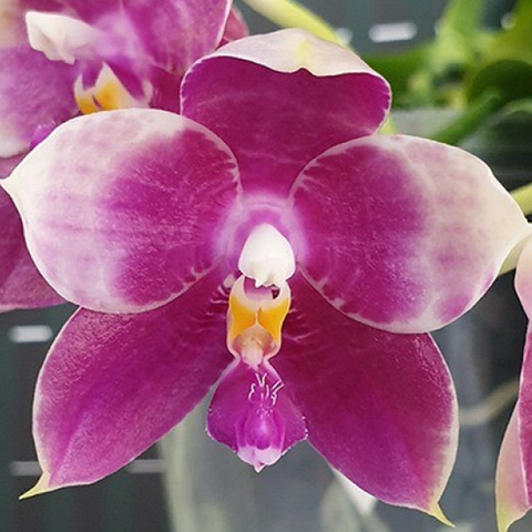 Phal. Lyndon Mix Zebra 877 林登斑馬877