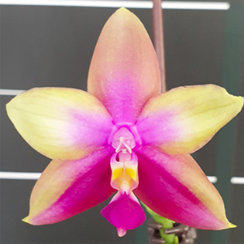 Phal. Tabasco Tex 塔巴斯辣妹