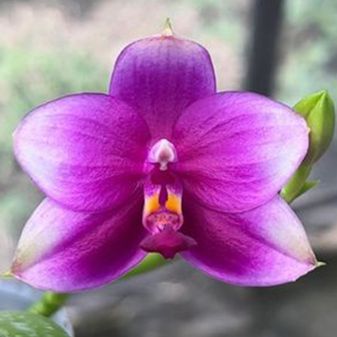 Phal.Mituo GH King Coral 'Peach' 彌陀蜜桃