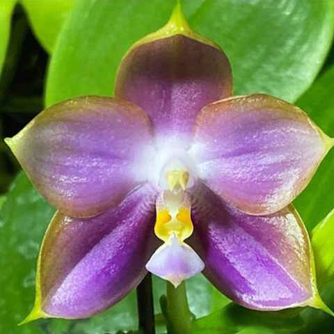 P. Mituo Reflex Dragon ' Blue -2 ' AM/AOS 彌陀反射龍