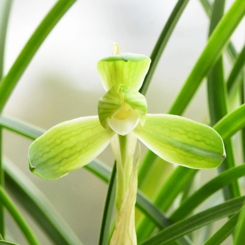 Cymbidium goeringii Zhi- Zu-Su-Mei 春蘭知足素梅