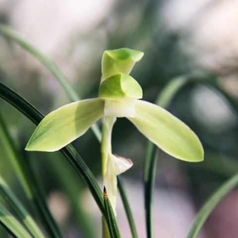 Cymbidium goeringii Lao-Yue-Pei-Su 春蘭老月佩素