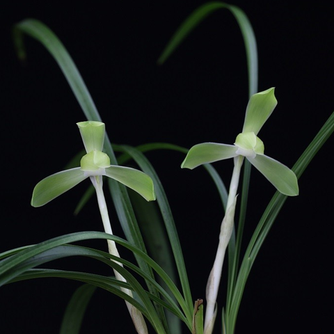 Cymbidium goeringii Lao-Yue-Pei-Su 春蘭老月佩素