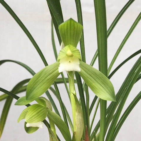 Cymbidium goeringii Zhang-He-Su 春蘭張荷素
