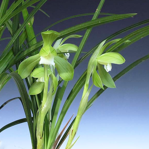 Cymbidium goeringii Zhang-He-Su 春蘭張荷素