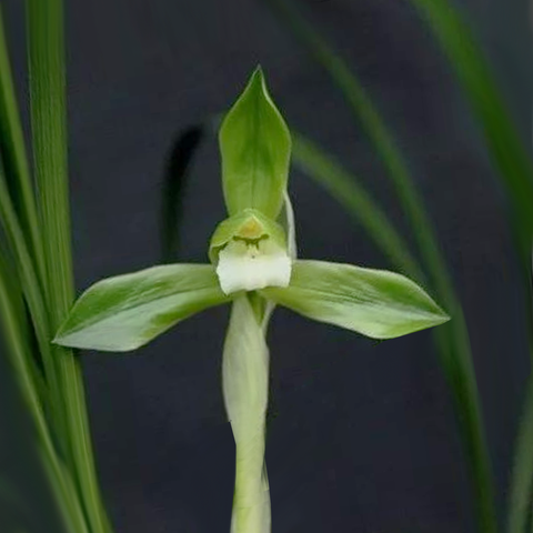 Cymbidium goeringii Lao-Wen-Tuan-Su 春蘭老文團素