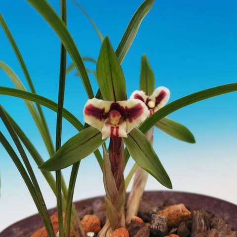 Cymbidium goeringii Hu-Rui 春蘭虎蕊