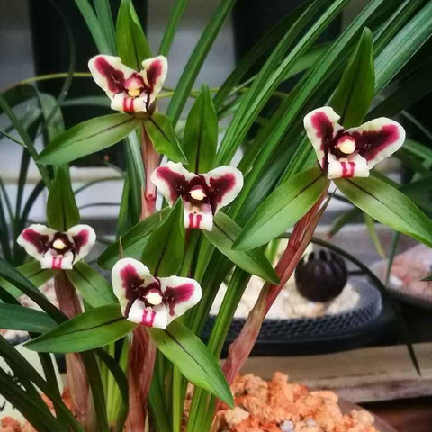 Cymbidium goeringii Hu-Rui 春蘭虎蕊