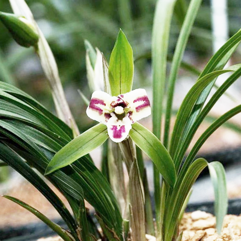 Cymbidium goeringii Da-Yuan-Bao 春蘭大元寶