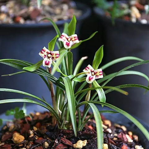Cymbidium goeringii Da-Yuan-Bao 春蘭大元寶