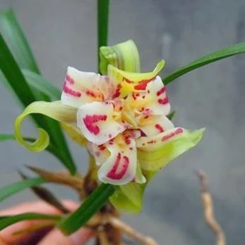 Cymbidium goeringii Tian-Peng-Mu-Dan 春蘭天彭羊丹