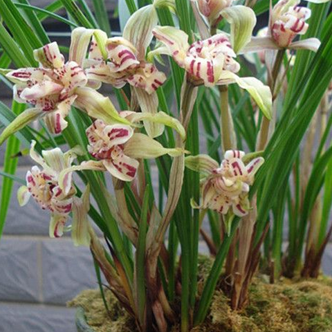 Cymbidium goeringii Tian-Peng-Mu-Dan 春蘭天彭羊丹