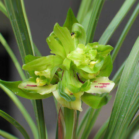 Cymbidium goeringii Yu-Hu-Die 春蘭餘蝶
