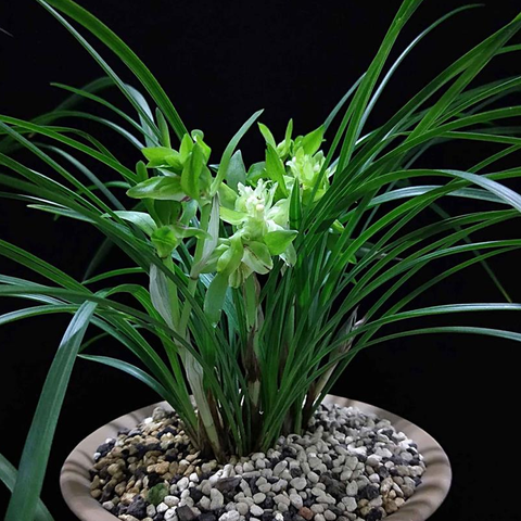 Cymbidium goeringii Yu-Hu-Die 春蘭餘蝶