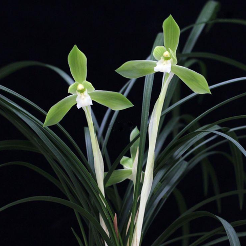 Cymbidium goeringii Lao-Wen-Tuan-Su 春蘭老文團素