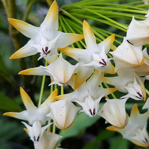 Hoya multiflora SV 406 流星葡萄牙