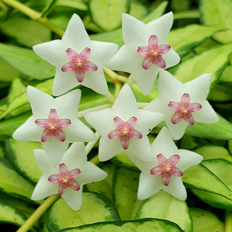 Hoya bella (inner variegated) 貝拉比蘭 (內藝)