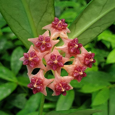 Hoya lobbii 'Orange' 橘洛比蘭