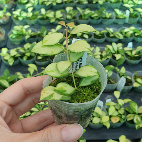 Hoya heuschkeliana (variegata)休斯科爾比爾蘭(出藝)