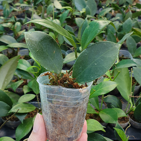 Hoya obscura 楓葉毬蘭