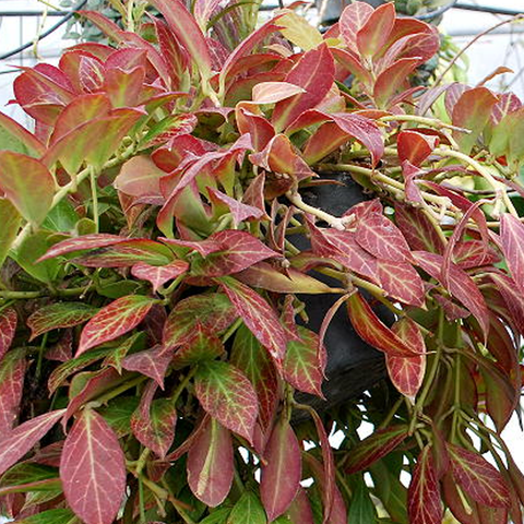Hoya obscura 楓葉毬蘭