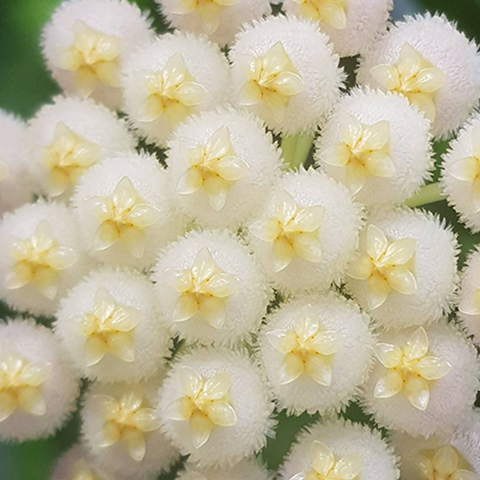 Hoya lacunosa 'Silver leaves' 銀葉裂瓣蘭