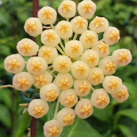 Hoya obscura 楓葉毬蘭