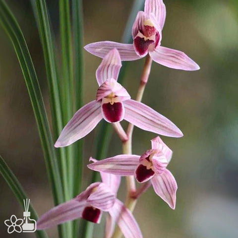 Cymbidium tortisepalum ”HONG-YAN“ 蓮瓣維紅艷