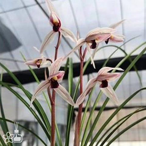 Cymbidium tortisepalum ”WEI-XI-MO-XUE“ 蓮瓣維西墨血