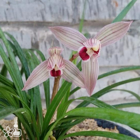 Cymbidium tortisepalum ”XIAO-SI-HONG-SHE“ 蓮瓣肖氏紅舌