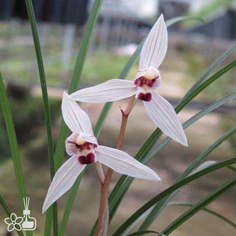 Cymbidium tortisepalum ”XUE-LI-HONG“ 蓮瓣雪裡紅