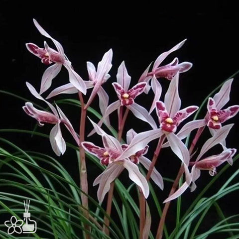 Cymbidium tortisepalum ”YU-TU“ 蓮瓣玉兔