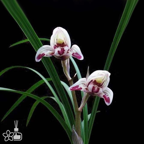 Cymbidium tortisepalum ”JIAN-YANG-DIE“ 蓮瓣劍陽蝶