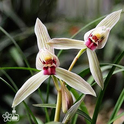Cymbidium tortisepalum ”XIAO-LONG-NV“ 蓮瓣小龍女